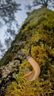 A snail (cochlea) in close-up crawls up a moss-covered (Bryophyta) tree trunk, in natural