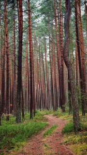 A narrow path winds through a dense pine forest (pinus), hiking along the former inner-German