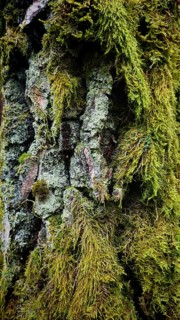 Detailed photo of moss (Bryophyta) on a tree bark in the forest, hiking along the former