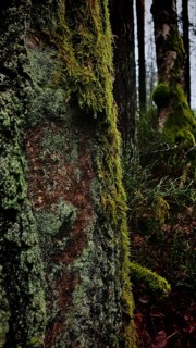 Close-up of a tree trunk with green moss (Bryophyta) in the forest, hiking along the former