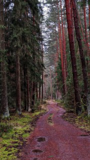 A winding path meanders through a pine forest (pinus), the atmosphere is rugged and natural, hiking
