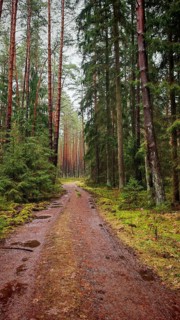 A forest path leading through a pine forest (pinus), natural and peaceful place, hiking along the