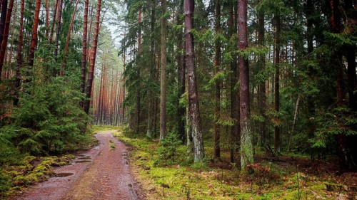 A narrow path leads through a dense pine forest (pinus), the surroundings are quiet and peaceful,