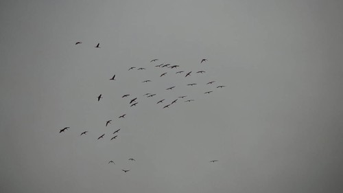 A flock of cranes (grus grus) flies high in the grey sky on a rainy day, hiking along the former