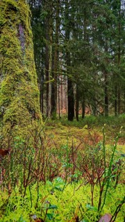 Moss-covered (bryophyta) plants on the forest floor, surrounded by tall trees, hiking along the