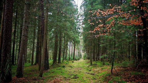 Green forest trail framed by tall trees, covered by moss and flooded with light, hiking on the