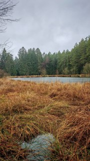 Quiet forest landscape with a small lake and wintry meadows under cloudy skies, hiking on the