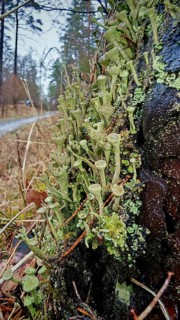 Moist trumpet lichen (cladonia fimbriata) on a tree trunk along a forest path, surrounded by