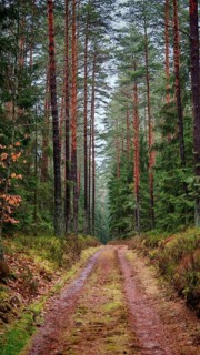 A quiet, tree-lined forest trail through the forest, hiking on the former inner-German border on