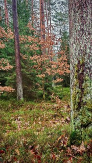 Wooded landscape with moss-covered trees and autumn leaves, hiking on the former inner-German