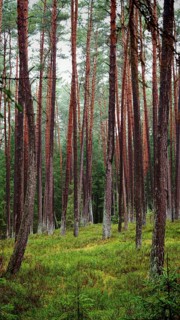 Towering pines (pinus) in the forest, creating a peaceful and natural habitat, hiking along the