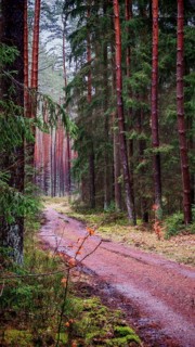 A quiet, damp forest path lined with tall pines (pinus), hiking along the former inner-German