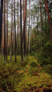 Narrow path leading through the dense pine forest (pinus), surrounded by natural vegetation, hiking