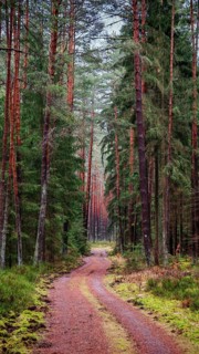 A narrow forest path, flanked by tall pines (pinus), leads into the depths of the forest, peaceful