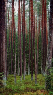 Dense cluster of straight pines (pinus) in the forest, remarkable for their height and dense