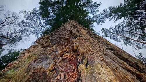 Large pine tree (pinus) from a frog's perspective with a view into the treetop, surrounded by other