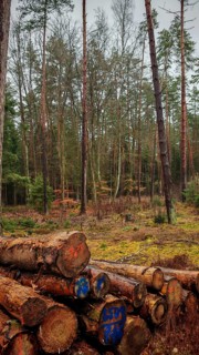Several stacked tree trunks on the edge of the forest, trees in the background, quiet forest
