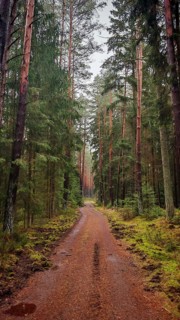 A straight forest path surrounded by tall pines (pinus) leads through a quiet, green forest, hiking