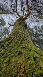 Photographic shot of a tall moss-covered tree from a frog's eye view, hiking on the former