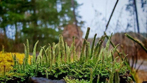 Close-up of green moss structures (bryophyta) and lichens (lichen) growing over a natural forest