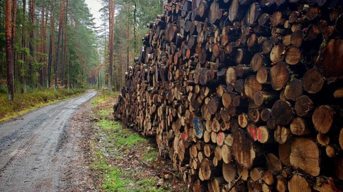 Large pile of cut tree trunks along a muddy forest path in the pine forest (pinus), hiking along