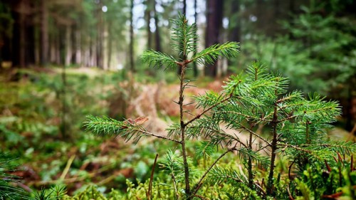 Close-up of a small conifer tree in the middle of a dense forest, hiking on the former inner-German