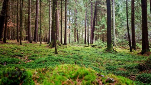 Lights, moss-covered forest floor with tall trees below atmospheric, soft light falls, hiking on