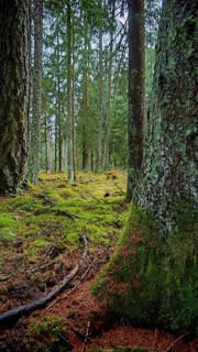 Moss-covered (bryophyta) tree trunks in a dense forest area, hiking along the former inner-German