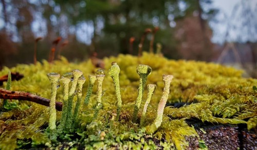 Small, detailed mosses (bryophyta) and bright trumpet lichens (cladonia fimbriata) stretch across