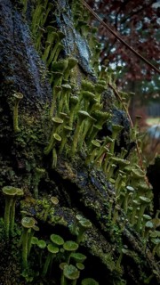 Close-up of mosses and trumpet lichens (cladonia fimbriata) growing on moist tree bark, hiking