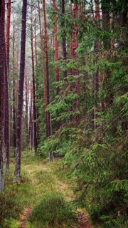 Narrow path through the forest, flanked by tall pines (pinus) and dense vegetation, hiking along