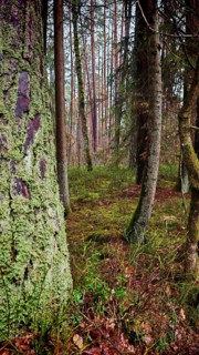 Forest with moss-covered trees and lush vegetation, peaceful and natural surroundings, hiking on