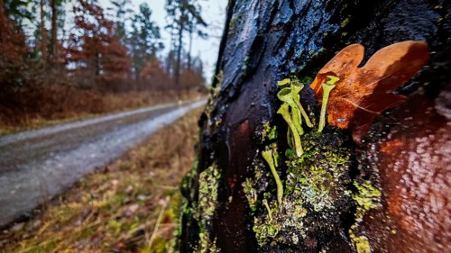 Moss-covered tree bark with trumpet lichen (cladonia fimbriata) with leaves next to a forest path