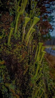 Green trumpet lichens (cladonia fimbriata) and moss formations cover a dark, damp tree trunk,