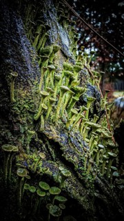 Close-up of trumpet lichens (cladonia fimbriata) growing densely on an uneven tree trunk, hiking