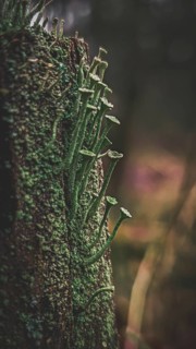 Portrait of trumpet lichens (cladonia fimbriata) protrude finely from a moss-covered (bryophyta)