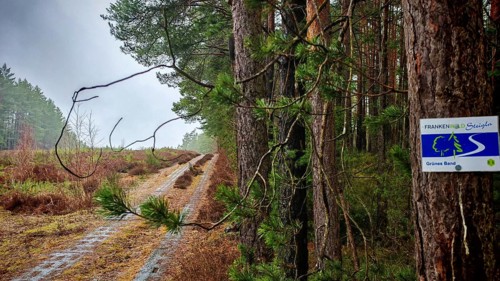 Former border strip in the forest with inscribed Frankenwaldsteigla sign on a pine tree, hiking on