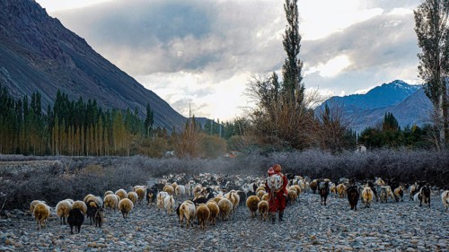 Herd of sheep (ovis) in the Nubra valley with sheep and shepherdess with child in a mountainous