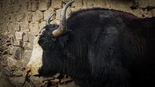 Side view of a yak (bos mutus) with imposing horns in front of a stone wall in a village, trekking
