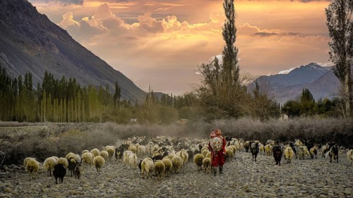 A shepherdess in the Nubra Valley leads a herd of sheep (ovis) through a picturesque landscape with