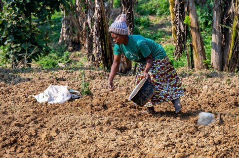 Local woman working in her small potato field, small village on the edge of the Bwindi Impenetrable