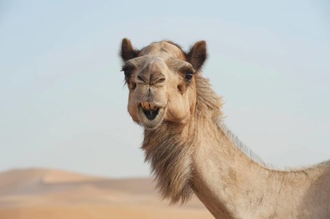 Funny face of a smiling camel in the desert of the United Arab Emirates