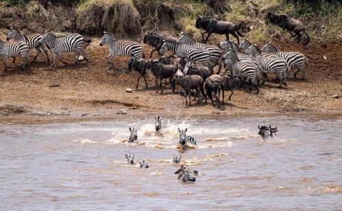Steppe zebras (Equus quagga) and wildebeest (Connochaetes taurinus) crossing the Mara River, Great