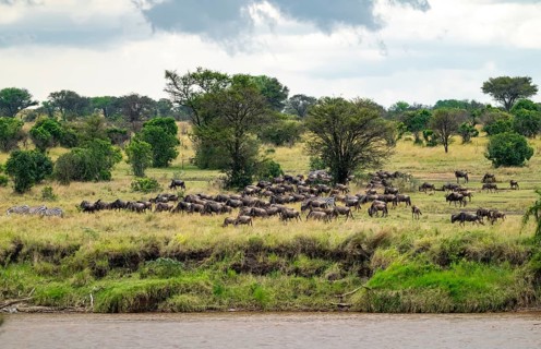 Wildebeest (Connochaetes taurinus), migrating herd of wildebeest at the Mara River, safari vehicle