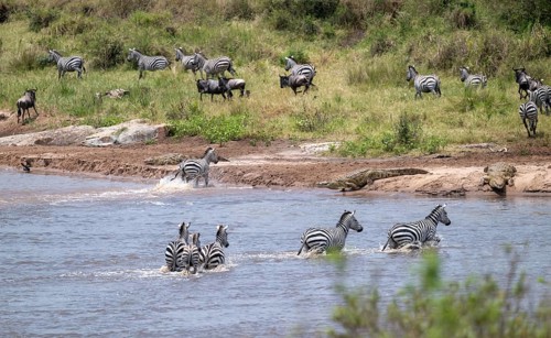 Steppe zebras (Equus quagga) crossing the Mara River, Nile crocodiles (Crocodylus niloticus) on the
