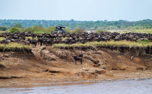 Wildebeest (Connochaetes taurinus), migrating herd of wildebeest on the river bank, safari vehicle