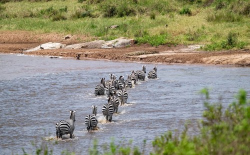 Steppe zebras (Equus quagga) crossing the Mara River, Great Migration, Serengeti National Park,