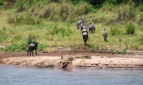 Steppe zebras (Equus quagga) and wildebeest (Connochaetes taurinus) after crossing the river,