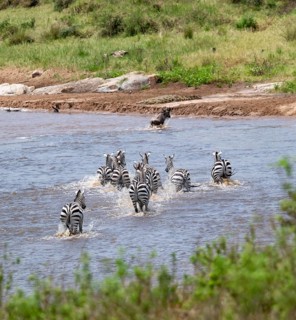 Steppe zebras (Equus quagga) and wildebeest (Connochaetes taurinus) crossing the Mara River, Great