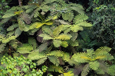 Tree ferns in rainforest, dense vegetation, Rushaga, Bwindi Impenetrable Forest, Uganda